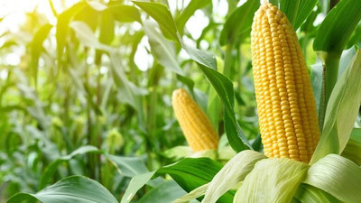 LPR SWEET CORN Seed(200 per packet)