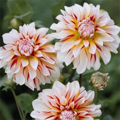 CYBEXIS LXI-56 - Rare Varieties Dinner Plate Rainbow Dahlia Mixed Color - (540 Seeds) Seed(540 per packet)