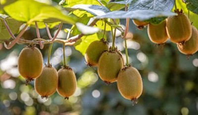 Aywal Thailand Mini Kiwi Fruit Bonsai Plant Tree Seeds Seed(100 per packet)