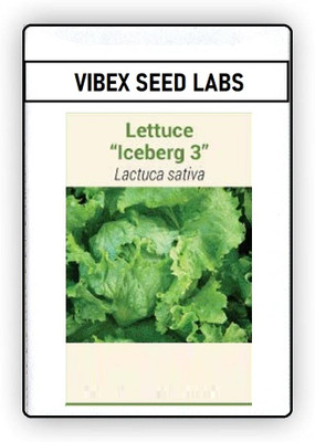 CYBEXIS F1 Hybrid Lettuce Iceberg Seeds4000 Seeds Seed(4000 per packet)
