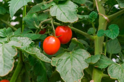 Vignaya tomato Seed(105 per packet)