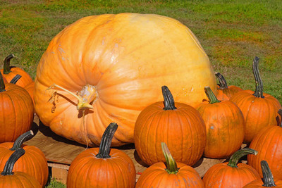 VibeX ® XXL-358 Biggest Pumpkin-Cinderella's Carriage Seed(50 per packet)
