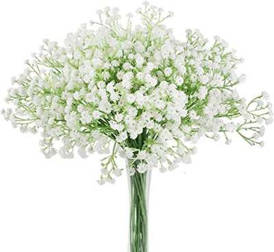 ACCELCROP Exotic gypsophila Seed(10 per packet)