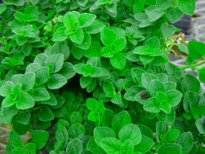 CYBEXIS VXI-87 - Oregano Greek - (1350 Seeds) Seed(1350 per packet)