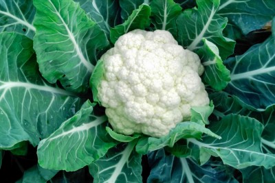 BDSresolve cauliflower seeds fo home Seed(39 per packet)