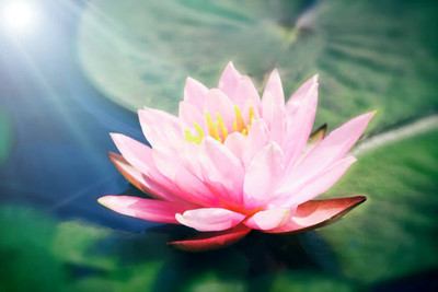 Tastism lotus,kamal gatta Seed(10 per packet)