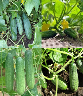 ibains Cucumber seed Kakari sosa seeds beej 60 Seed(60 per packet)