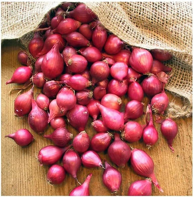 CYBEXIS HUA-65 - Onion - Red Karmen Variety - (4500 Seeds) Seed(4500 per packet)