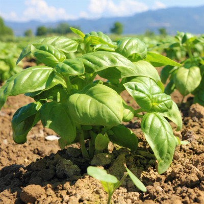 CYBEXIS TLX-41 - Basil Sweet Genovese - (4500 Seeds) Seed(4500 per packet)
