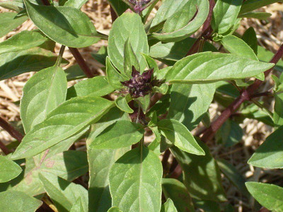 VibeX ® XLR-6 Thai Basil - QUEENETTE variety Seed(1000 per packet)