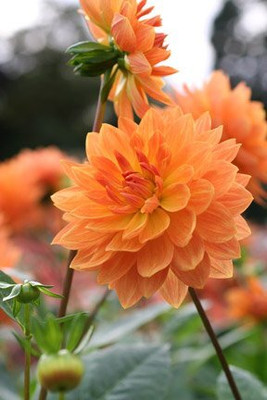 Qualtivate XL-434 Flower Seeds Dahlia Annual Blooming Seed(50 per packet)
