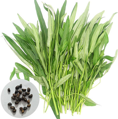 CYBEXIS Water Spinach Seeds Delicious Green Leaf2000 Seeds Seed(2000 per packet)