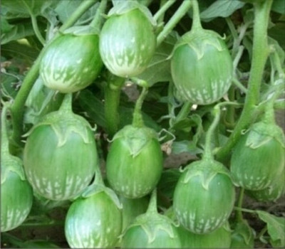 the green dotcom brinjal seeds Seed(63 per packet)