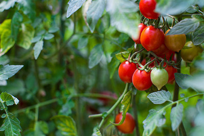 bloomaura tomato Seed(80 per packet)