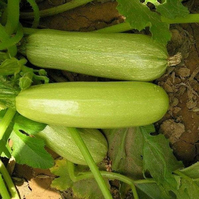 CYBEXIS Farm Planting - Zucchini Seeds400 Seeds Seed(400 per packet)
