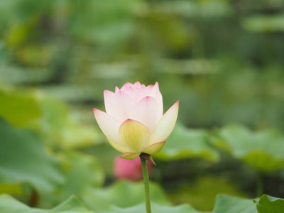 seedkart lotus,kamal seeds Seed(13 per packet)