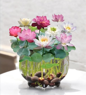 Urban Turtle lotus Seed(20 per packet)