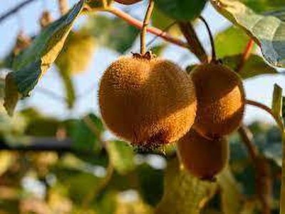 Oliver best quality hybrid kiwi fruit Seed(115 per packet)