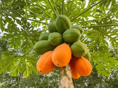 DEYS AGRO ™ f1 hybrid 45 pieces taiwan red lady 786 papaya seeds Seed(45 per packet)