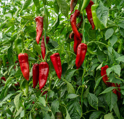 Kodali Hybrid F1 Chilli Seeds Pack Of 42 Seed(42 per packet)