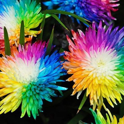 VibeX LXI-73 - Rainbow Chrysanthemum - (270 Seeds) Seed(270 per packet)