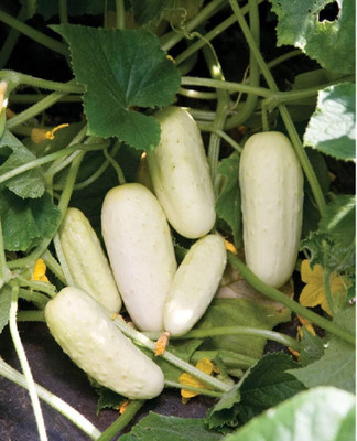 Qualtivate PUAS-4A Cucumber Pickling Seeds Seed(300 per packet)