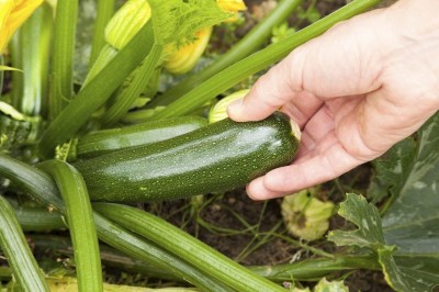 ActrovaX SEEDS Hybrid Zucchini 1 Packet Seed [800 Seeds] Seed(800 per packet)