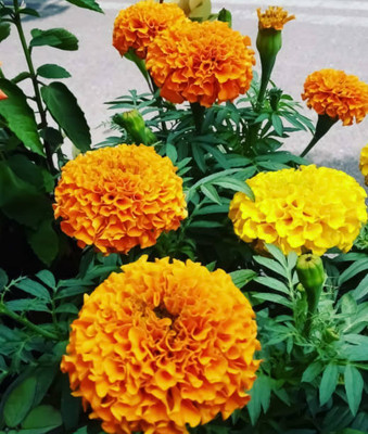 Alberts marigold/gende ka phool flower seeds Seed(50 per packet)