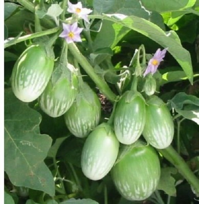 KNESSiN Green Round Brinjal Seeds-[10gm] Seed(2000 per packet)