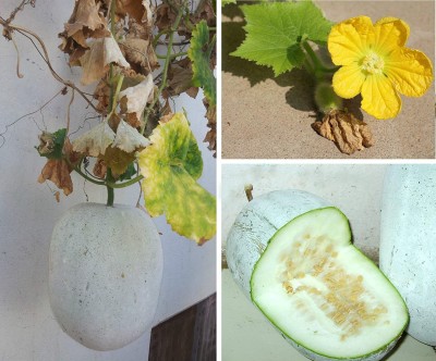 Aywal Ash Gourd Hybrid Seed(13 per packet)