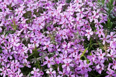 Aywal Phlox Mixed Color F1 Hybrid Seed(100 per packet)