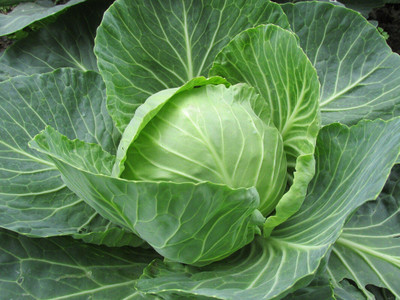 Hybrid Galaxy Fresh VNR green Cabbage (Patta gobhi) Vegetable Hybrid Quality Seed(100 per packet)