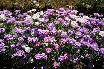 Aywal Candytuft Dwarf Fairy Mixed Seed(70 per packet)