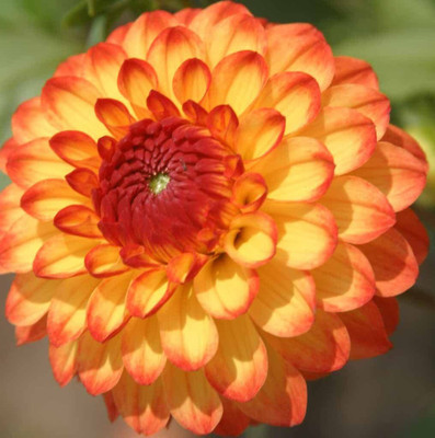 CYBEXIS Dahlia Mardi Seed(50 per packet)