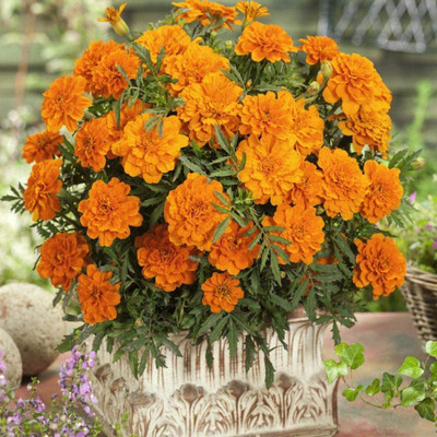 VibeX TLX-41 - Tangerine French Marigold - (2250 Seeds) Seed(2250 per packet)