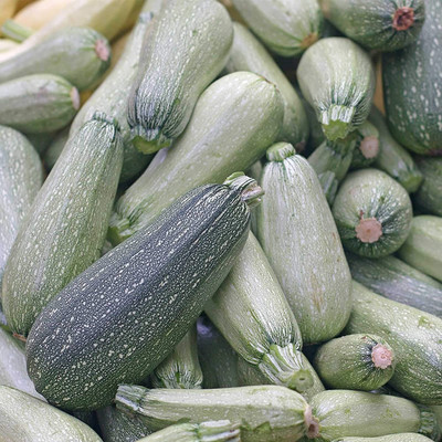 CYBEXIS XLL-1 - Zucchini Squash - (225 Seeds) Seed(225 per packet)