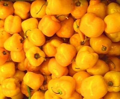 KNESSiN Yellow Manzano Chilli Pepper Seed(200 per packet)