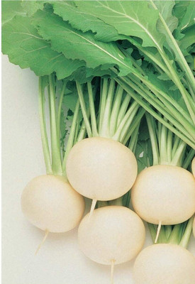 KNESSiN Turnip Oasis Seed(1250 per packet)