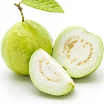 PMA guava seed Seed(66 per packet)