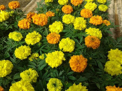 DESIILAAZ marigold/gende ka phool flower seeds Seed(75 per packet)