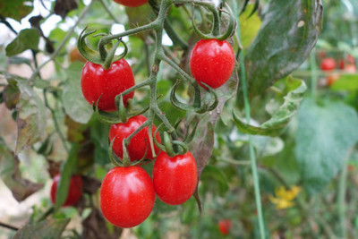 KOO Retails tomato Seed(100 per packet)