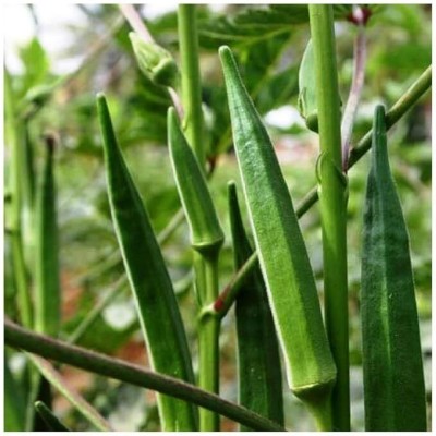 GREENSEA Hybrid Okra, Bhindi, Ladyfinger Seed(50 per packet)