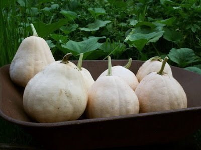 Qualtivate RES-5A HEIRLOOM Seminole Pumpkin seeds Seed(50 per packet)