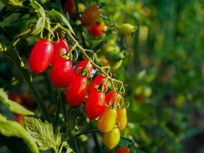 Cosmos tomato Seed(120 per packet)