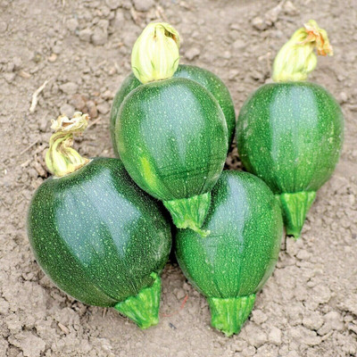 Qualtivate RES-2A Round Zucchini Summer Squash Seeds Seed(30 per packet)
