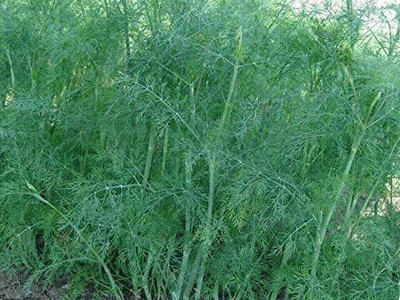 CYBEXIS VVI-4 - Dill Culinary Herb - (2250 Seeds) Seed(2250 per packet)