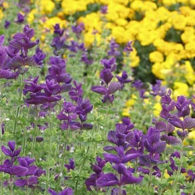 VibeX ® XLR-159 Clary Sage Seeds Blue Monday Seed(200 per packet)