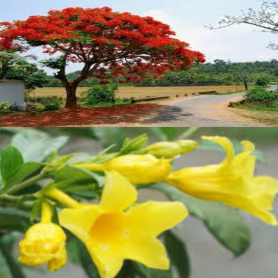 Garden Basket Hubb Kaner & Gulmohar Seeds – Beautiful Ornamental & Shade Trees 101 pcs each Seed(202 per packet)