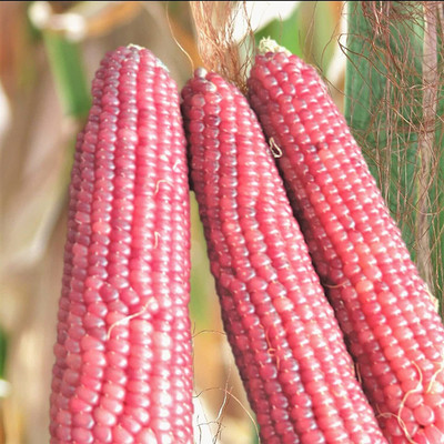 VibeX ® VMR-332 Pink Glass Gem Ornamental Corn Seeds Seed(500 per packet)