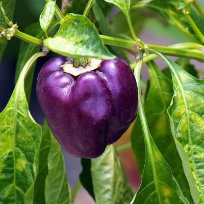 Aywal Purple Color Shimla mirch Seed(10 per packet)